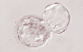 受精卵の顕微鏡画像